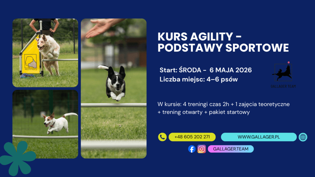Kurs agility
